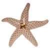 Herend Starfish Figurine -Collectibles Sales Store unnamed file 3577